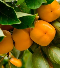 Tomel japonský - Diospyros kaki - semena tomelu - 4 ks