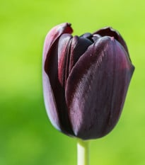 Tulipán Ronaldo - Tulipa - cibuloviny - 3 ks