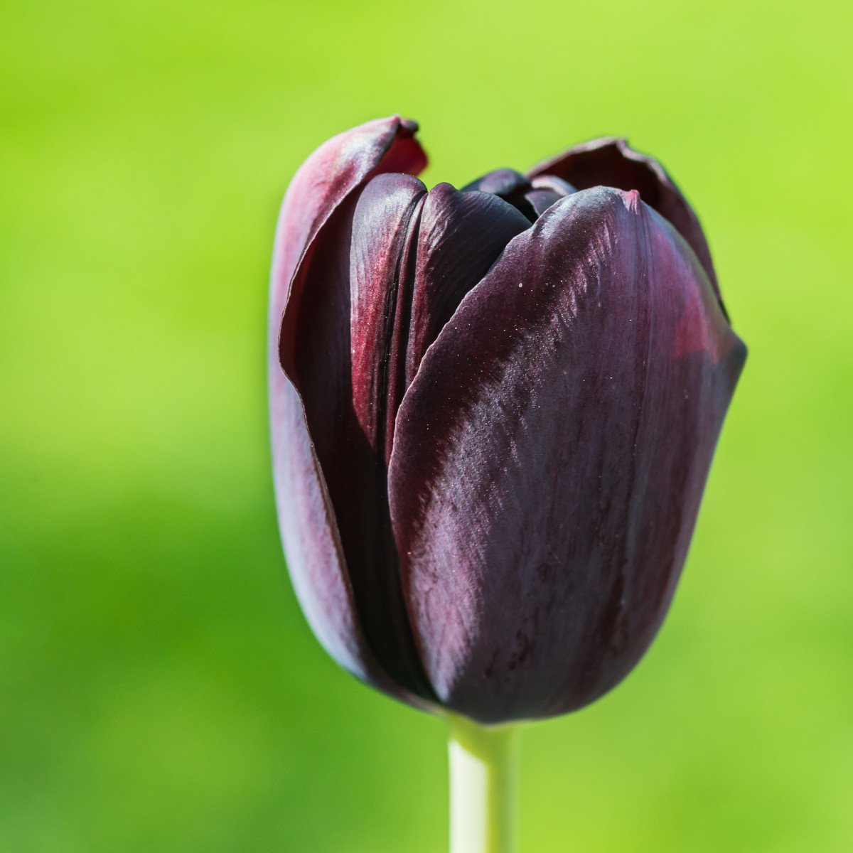 Tulipán Ronaldo - Tulipa - cibuloviny - 3 ks