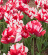 Tulipán Estella Rijnveld - cibuloviny - 3 ks