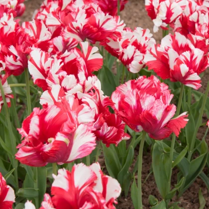 Tulipán Estella Rijnveld - cibuloviny - 3 ks