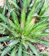 Agáve mexické - Agave filifera - semena agáve - 7 ks