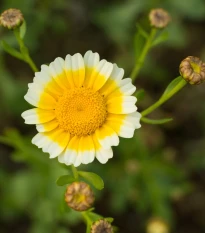 Chryzantéma jedlá - Chrysanthemum coronarium - semena chryzantémy - 400 ks