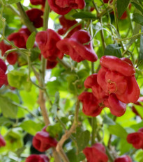 Chilli papričky - Bishops Crown - Capsicum baccatum - semena - 6 ks