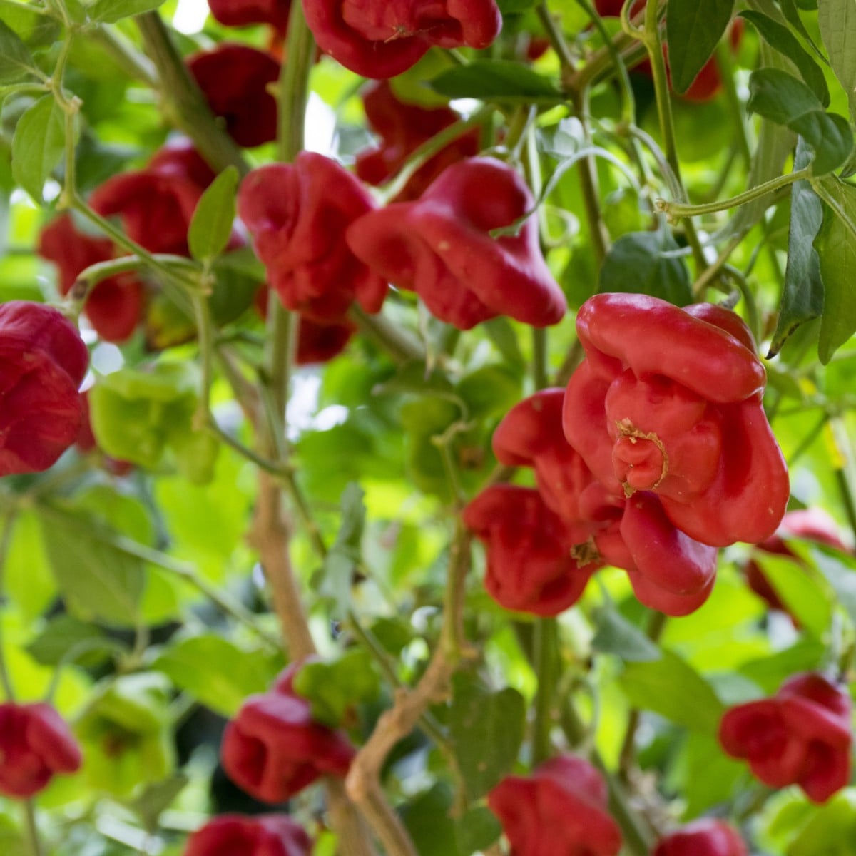 Chilli papričky - Bishops Crown - Capsicum baccatum - semena - 6 ks