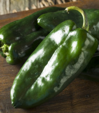 Chilli Poblano - Capsicum chinense - semena - 6 ks