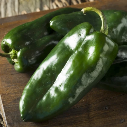 Chilli Poblano - Capsicum chinense - semena - 6 ks