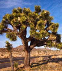 Juka krátkolistá - Joshua Tree - Yucca brevifolia - semena juky - 20 ks