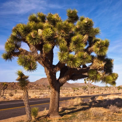 Juka krátkolistá - Joshua Tree - Yucca brevifolia - semena juky - 20 ks