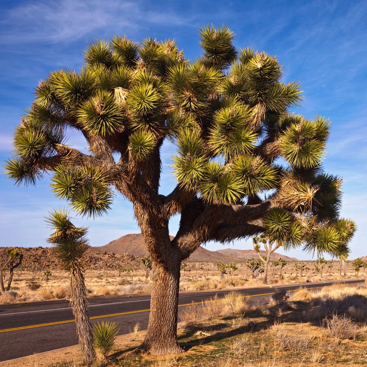 Juka krátkolistá - Joshua Tree - Yucca brevifolia - semena juky - 20 ks