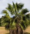 Palma vláknitá Washingtonie - Washingtonia filifiera - semena palmy - 3 ks