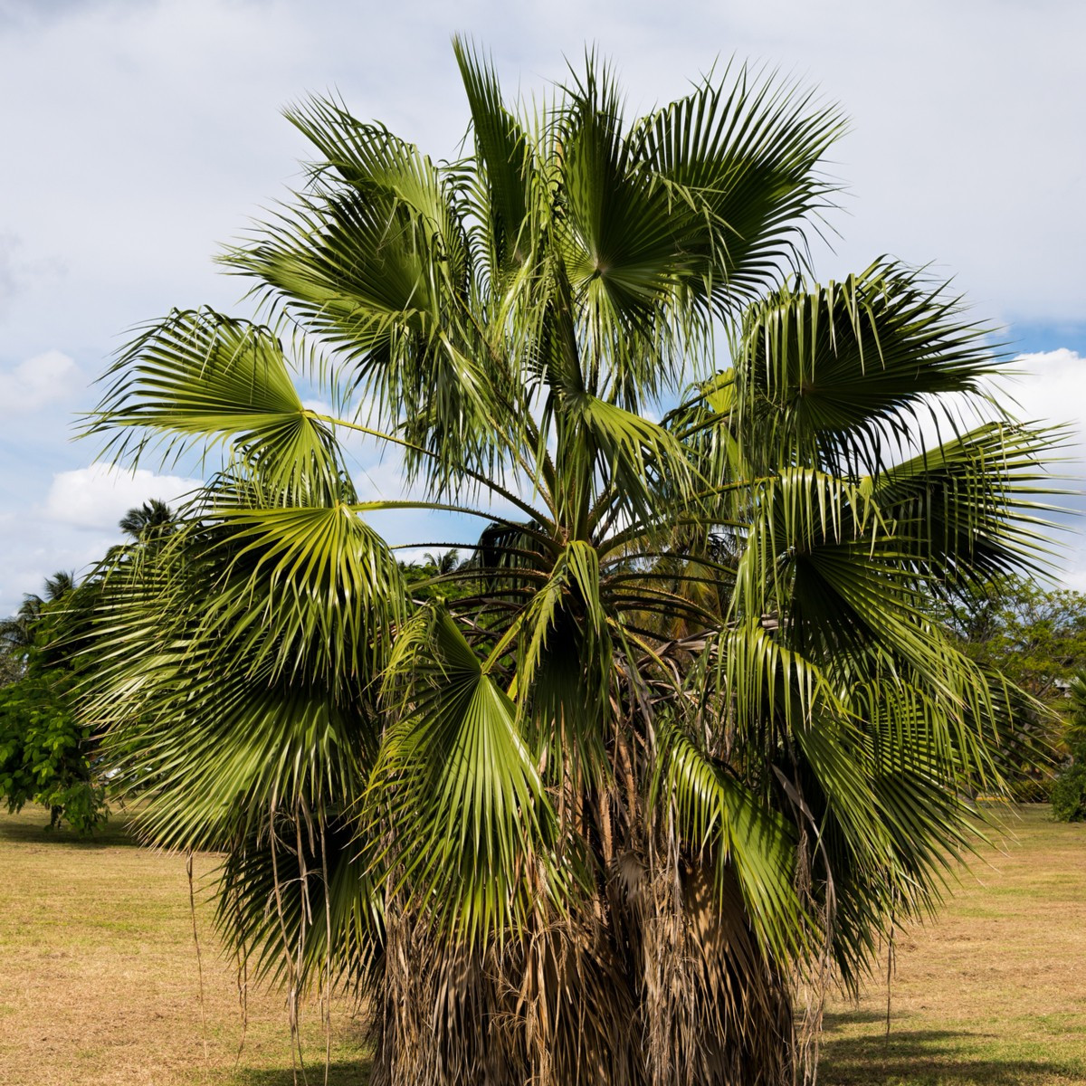Palma vláknitá Washingtonie - Washingtonia filifiera - semena palmy - 3 ks