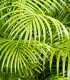 Palma madagaskarská - Dypsis madagascariensis - semena palmy - 3 ks