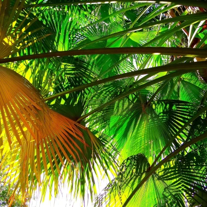 Palma čínská - rostlina Livistona Chinensis - semena palem - 3 ks