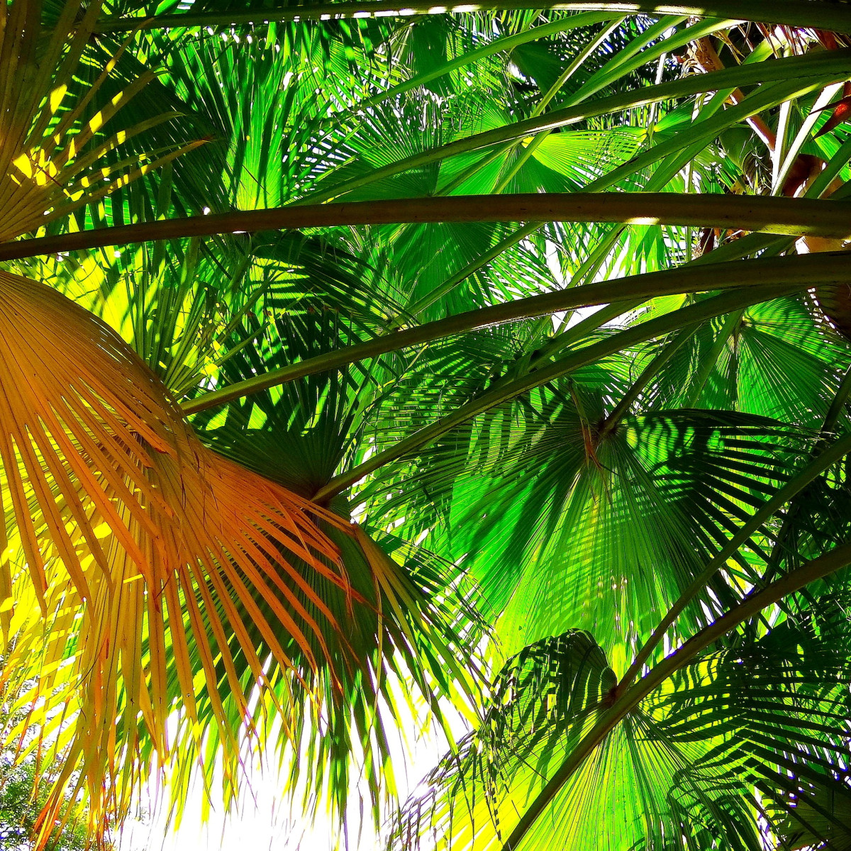 Palma čínská - rostlina Livistona Chinensis - semena palem - 3 ks