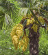 Palma konopná - Trachycarpus fortunei - semena palmy - 2 ks