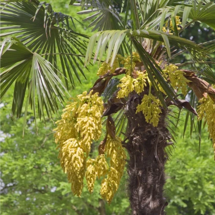 Žumara ztepilá - Trachycarpus fortunei - semena palmy - 2 ks