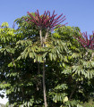 Šeflera actinophylla - Schefflera actinophylla - semena šeflery - 6 ks