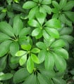 Šeflera paprskovitá - Schefflera arboricola - semena šeflery - 6 ks