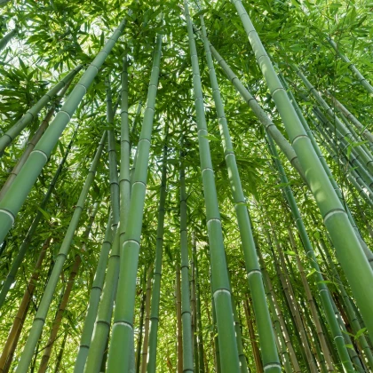 Bambus nejvyšší - Dendrocalamus giganteus - semena - 2 ks