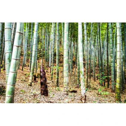 Indický Bambus - Bambus Balcooa - semena - 2 ks