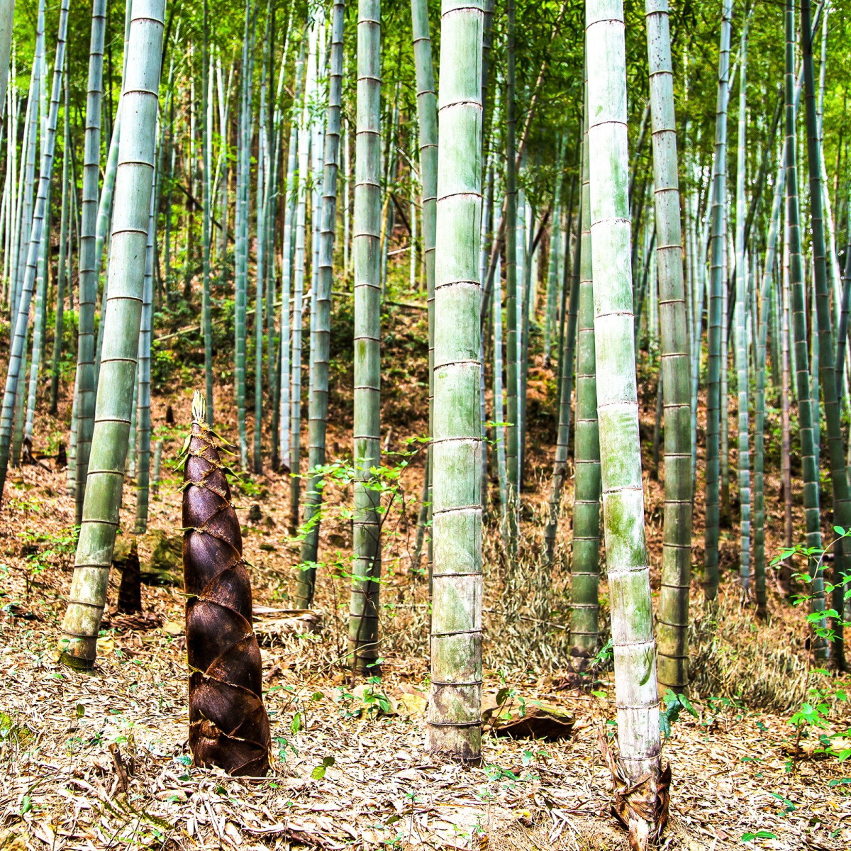 Indický Bambus - Bambus Balcooa - semena - 2 ks