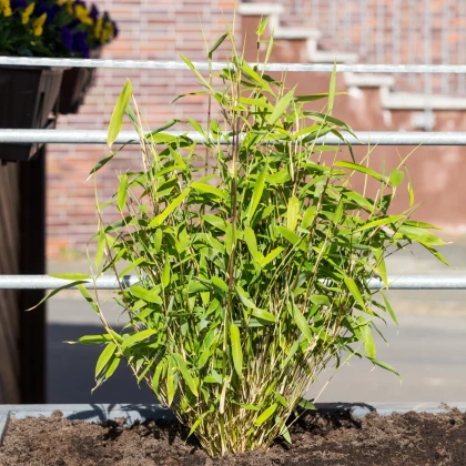 Bambus horský - Fargesia fungosa - semena - 3 ks