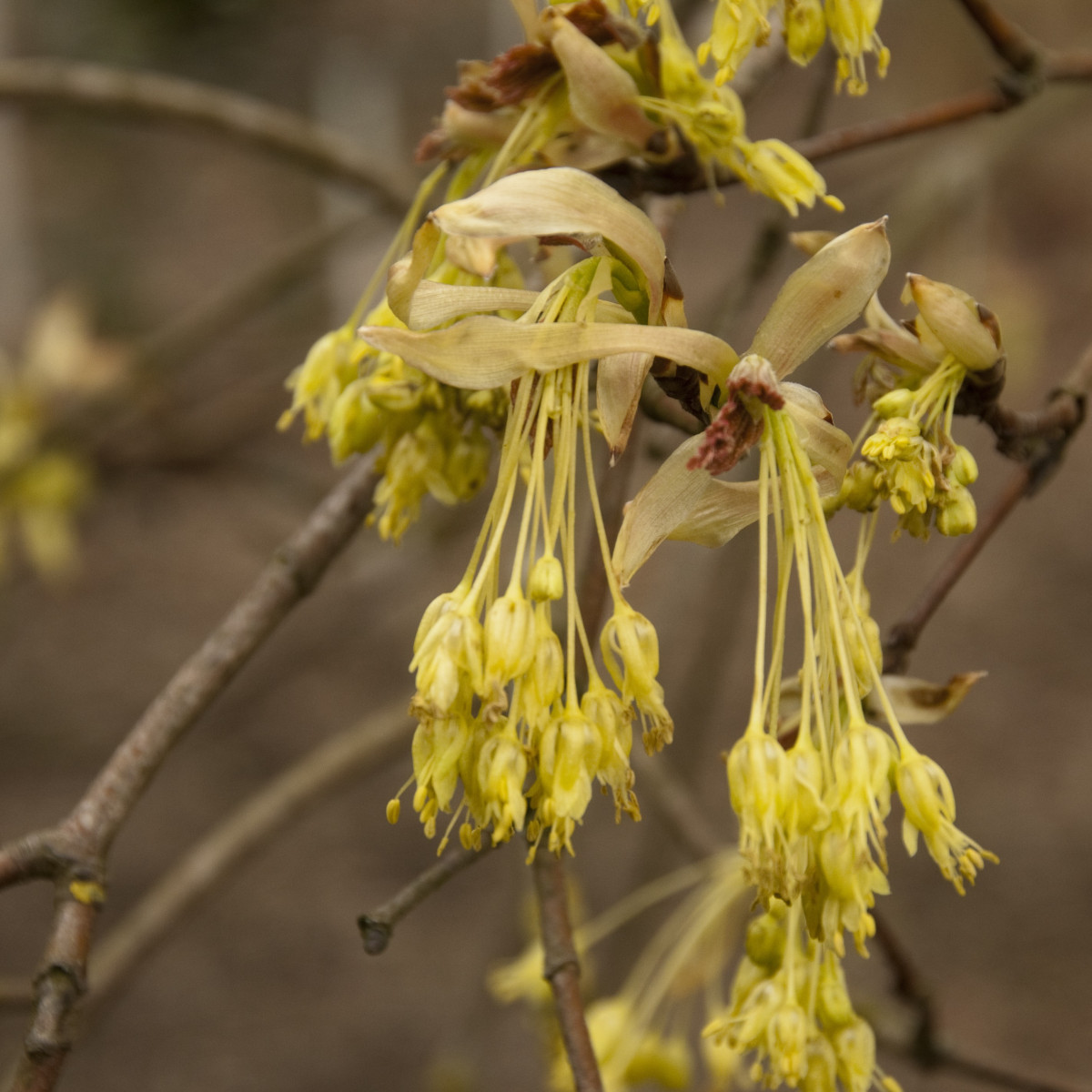 Javor opalus - Acer opalus - semena - 5 ks
