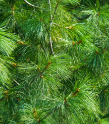 Borovice Roxburghova - Pinus roxburhii - semena - 5 ks