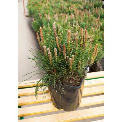 Borovice kleč - Pinus mugo mughus - semena - 5 ks