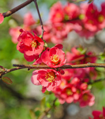 Kdoulovec - Chaenomeles Japonica - semena kdoulovce - 10 ks