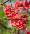 Kdoulovec - Chaenomeles Japonica - semena kdoulovce - 10 ks
