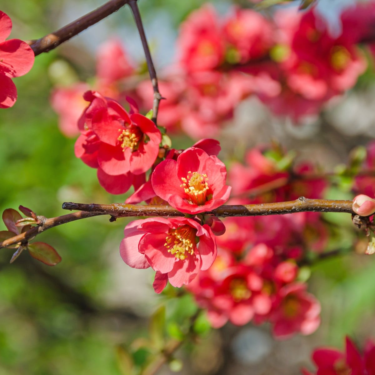 Kdoulovec - Chaenomeles Japonica - semena kdoulovce - 10 ks