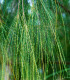 Tropický dub - Casuarina cunninghamiana - semena dubu - 5 ks