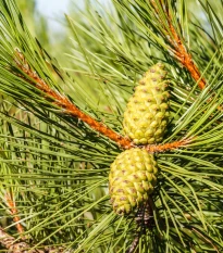 Borovice černá - Pinus nigra - semena borovice - 4 ks