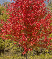 Javor červený - Acer rubrum - semena - 5 ks
