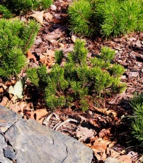 Borovice kleč - Pinus mugo pumilio - semena borovice - 5 ks