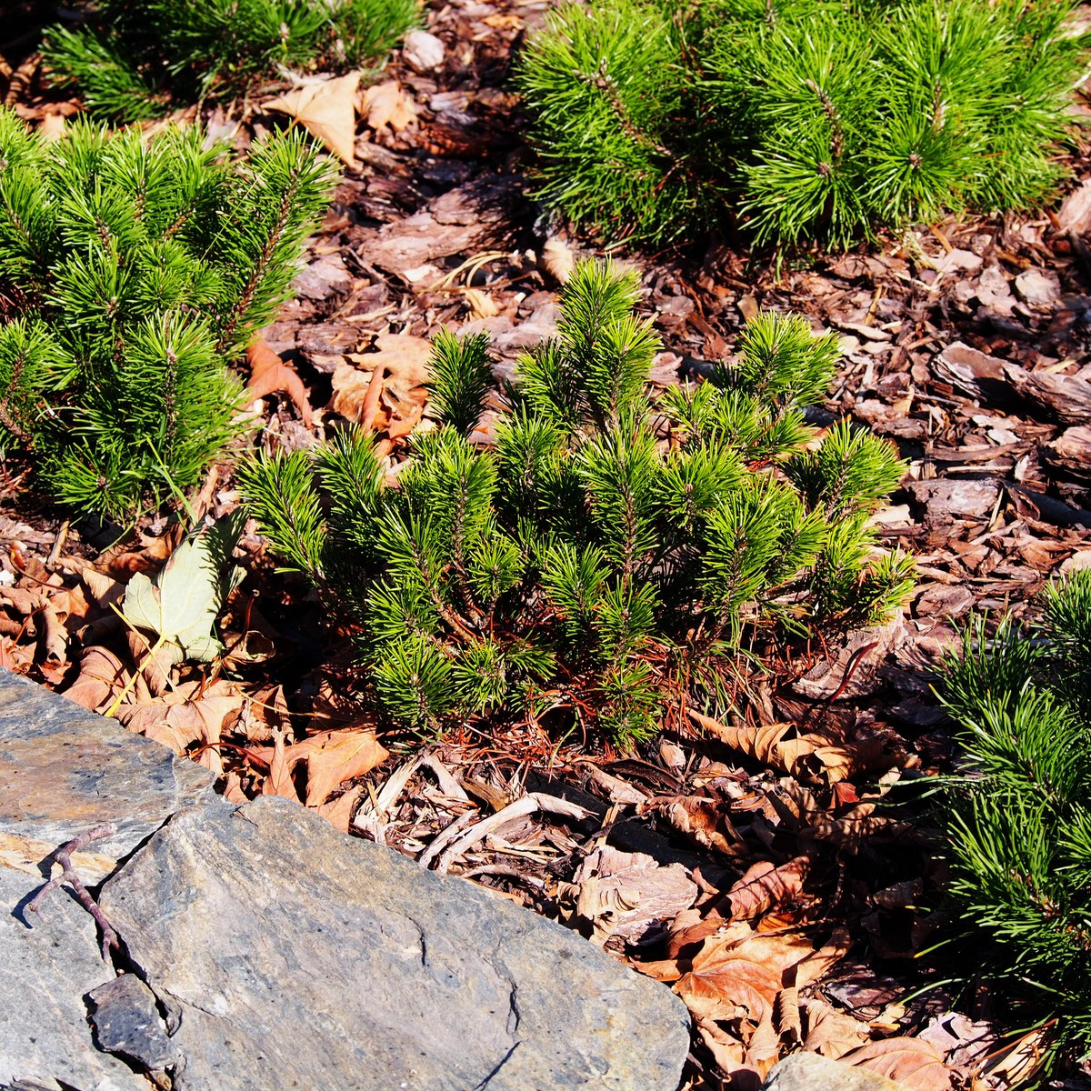 Borovice kleč - Pinus mugo pumilio - semena borovice - 5 ks
