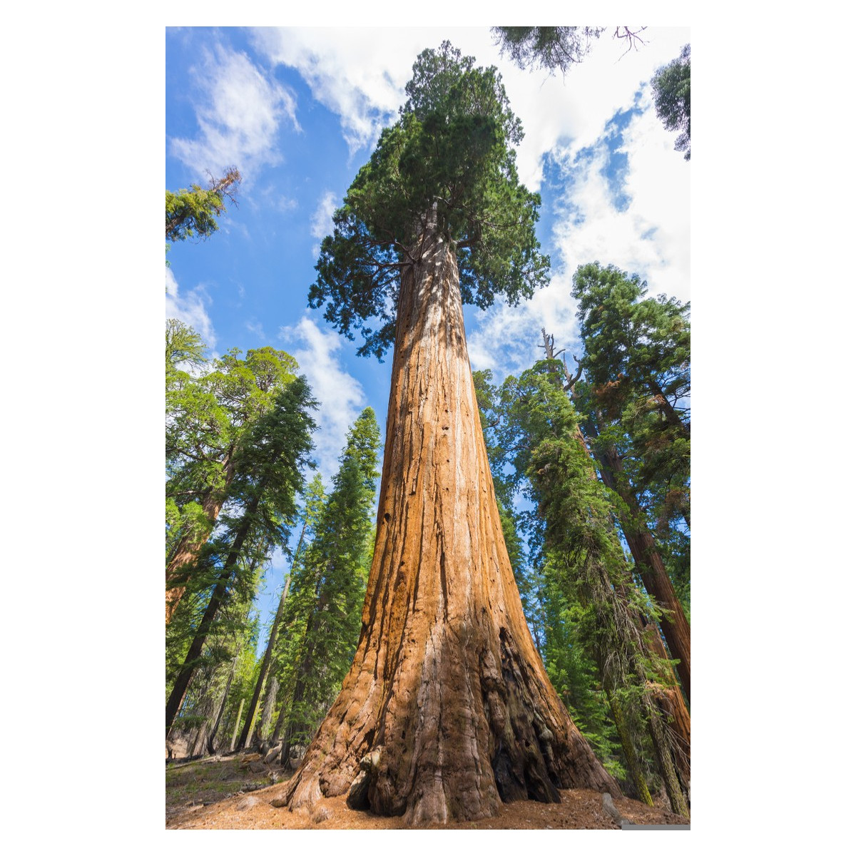 Sekvojovec obrovský - Sequoiadendron giganteum - semena sekvojovce - 5 ks