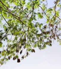 Akácie - Acacia mangium - semena akácie - 8 ks