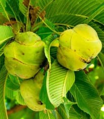 Dilenie indická - Dillenia indica - semena dilenie - 6 ks