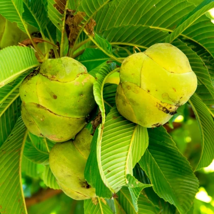 Dilenie indická - Dillenia indica - semena dilenie - 12 ks