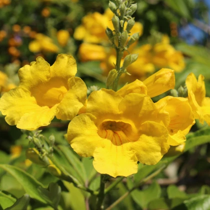 Protiha - Tecoma fulva - semena - 10 ks