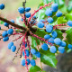 Mahónie cesmínolistá - Mahonia aquifolium - semena mahónie - 5 ks