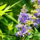 Drmek obecný - Vitex agnus-castus - semena drmku - 9 ks