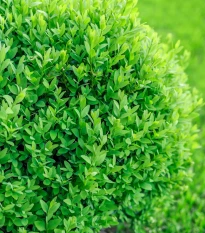 Buxus - Buxus sempervirens - semena buxusu - 10 ks