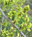 Turkestánský brest - Ulmus pumila - semena brestu - 10 ks