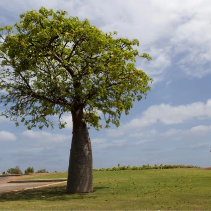 Baobab australský - Adansonia gregorii - semena baobabu - 3 ks