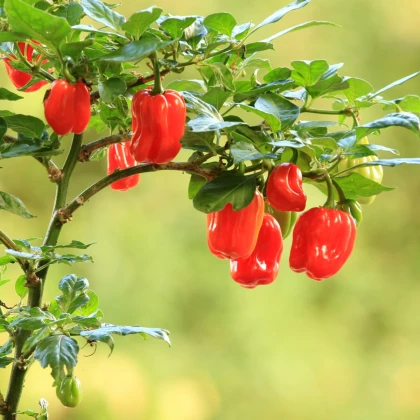 Chilli červené Scotch Bonnet - Capsicum chinense - semena chilli - 6 ks