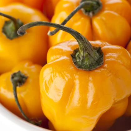 Chilli Scotch bonnet oranžové - Capsicum chinense - semena chilli - 6 ks